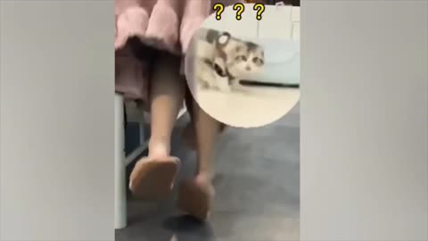 cute dog and cat compilation 😂