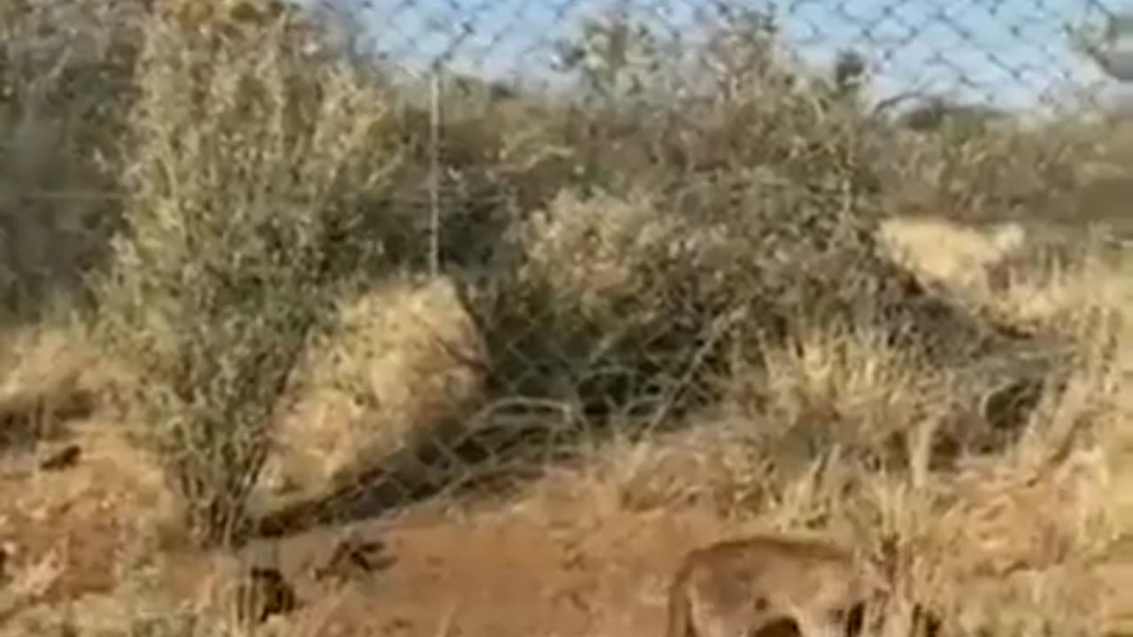 Caracal jumps from fence to catch the meat thrown at it.