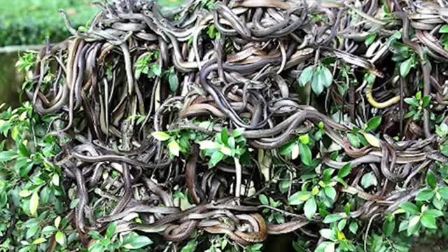 Islands that are ruled by animals 🐍😨