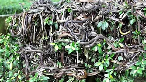 Islands that are ruled by animals 🐍😨