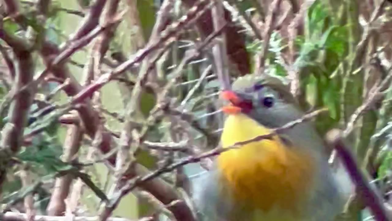 Bird Song Duet - Pekin Robins Singing #birds #bird #animals #birdsounds