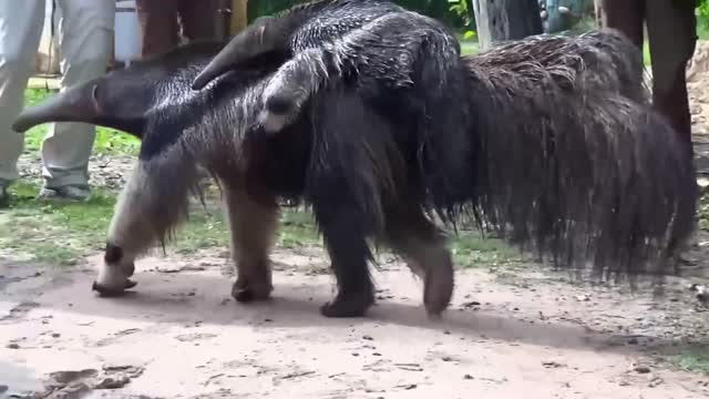 100 Interesting Animal Moments Caught On Camera #12