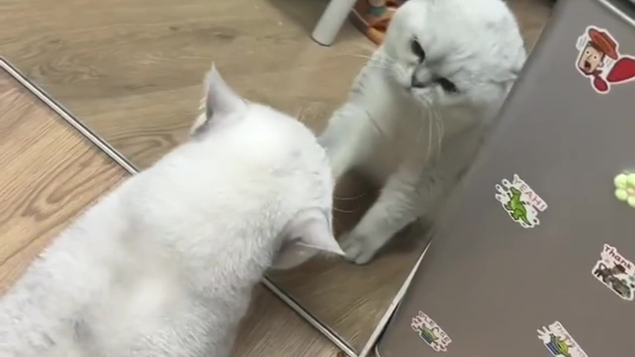 Cat funney video 🐈🐈🐈🐈