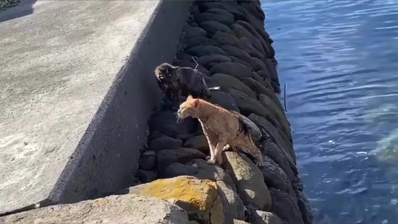 Cats fighting from brutality to water