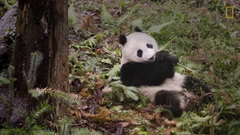 Raising Cute Pandas: It's Complicated | National Geographic