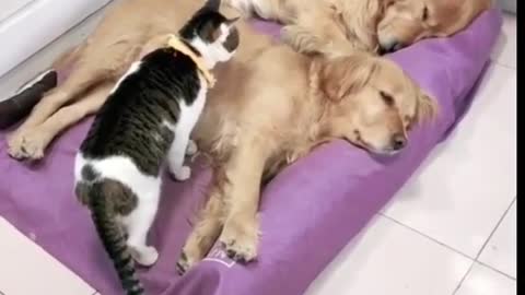 Cat sleep dog funny