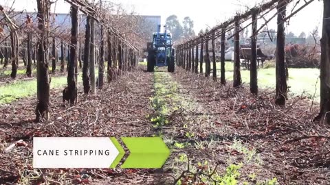 How to make Dry Grape - Raisin Making Processing - Raisin Factory