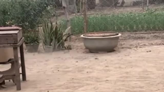 Funny animal videos