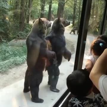 Bears standing up on their hind legs like humans 😳⁣