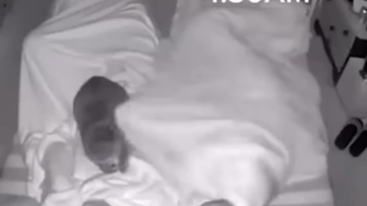 Cats funny videos