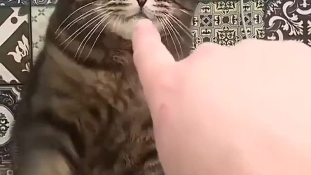 Cat funny video 🤣🤣