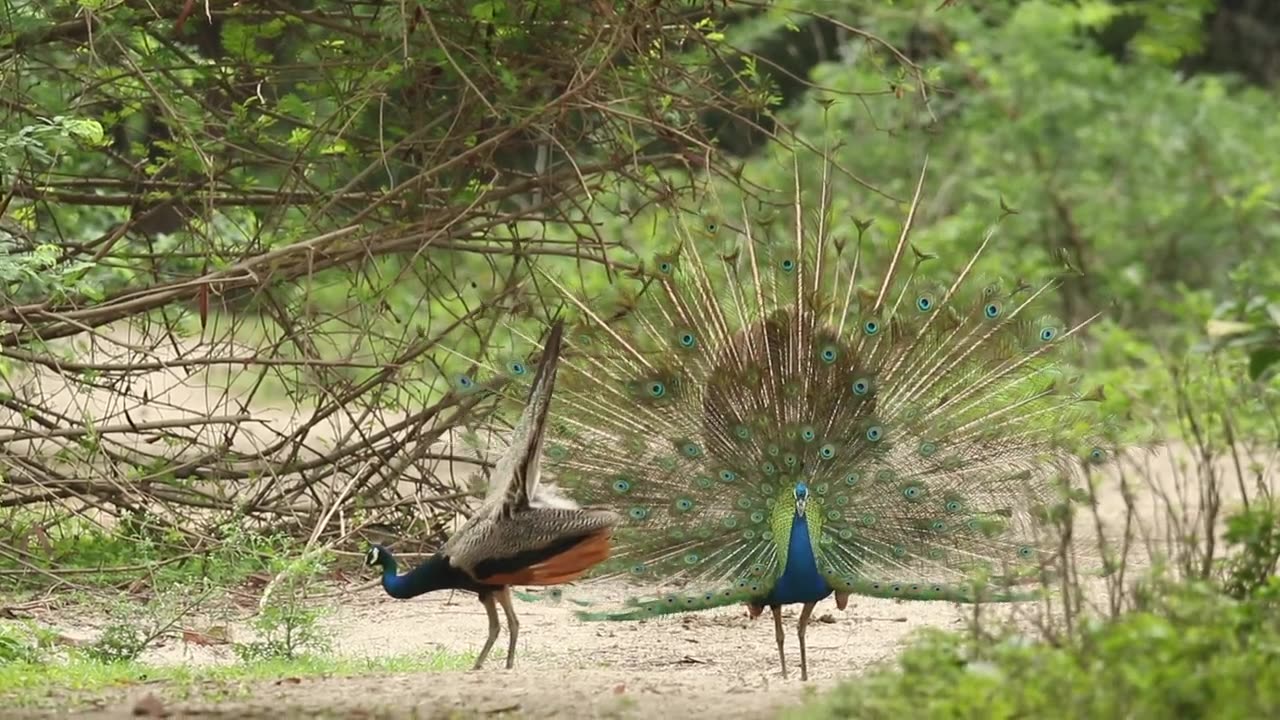 Peacock sound 🥰🥰#nature