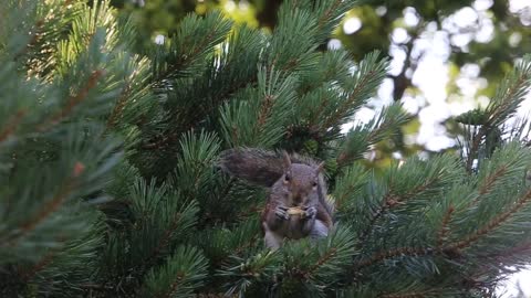 Squirrel snack