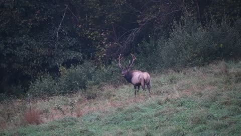 Elk Bugle Sound