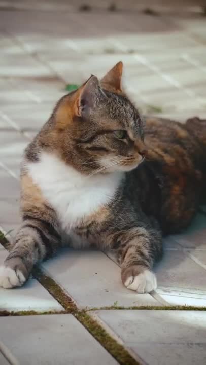 0.An Adorable Tabby Cat