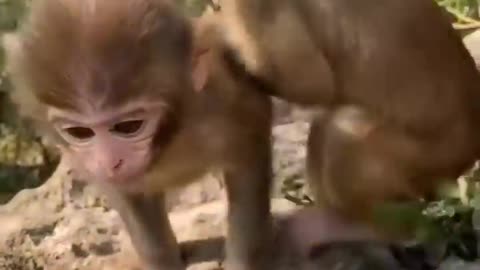 ***MUST SEE!!!*** Cute Baby Animals!!!