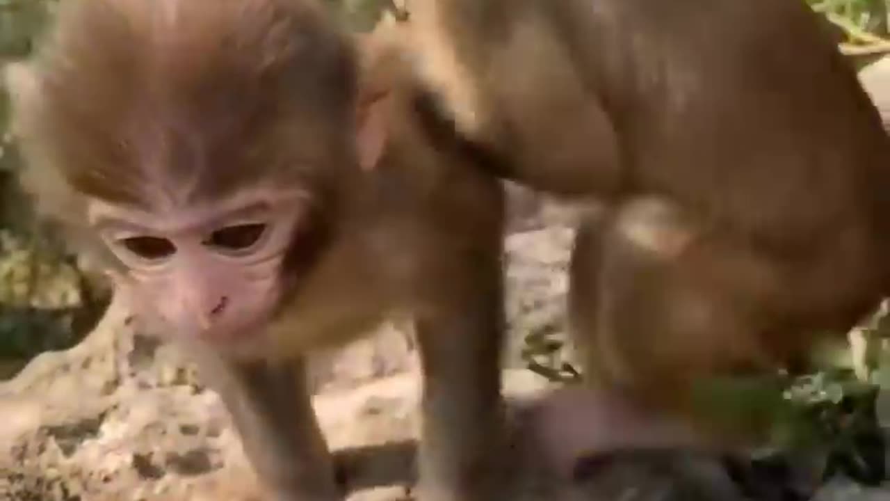 ***MUST SEE!!!*** Cute Baby Animals!!!