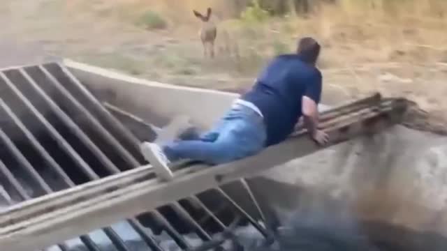 A man saved a drowning deer