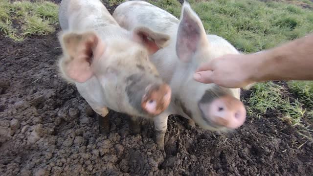 Pigs
