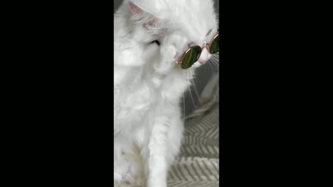 cats new trend