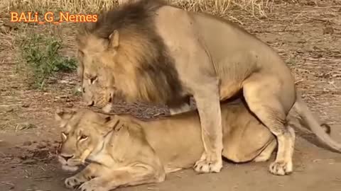 Lion funny video must watch