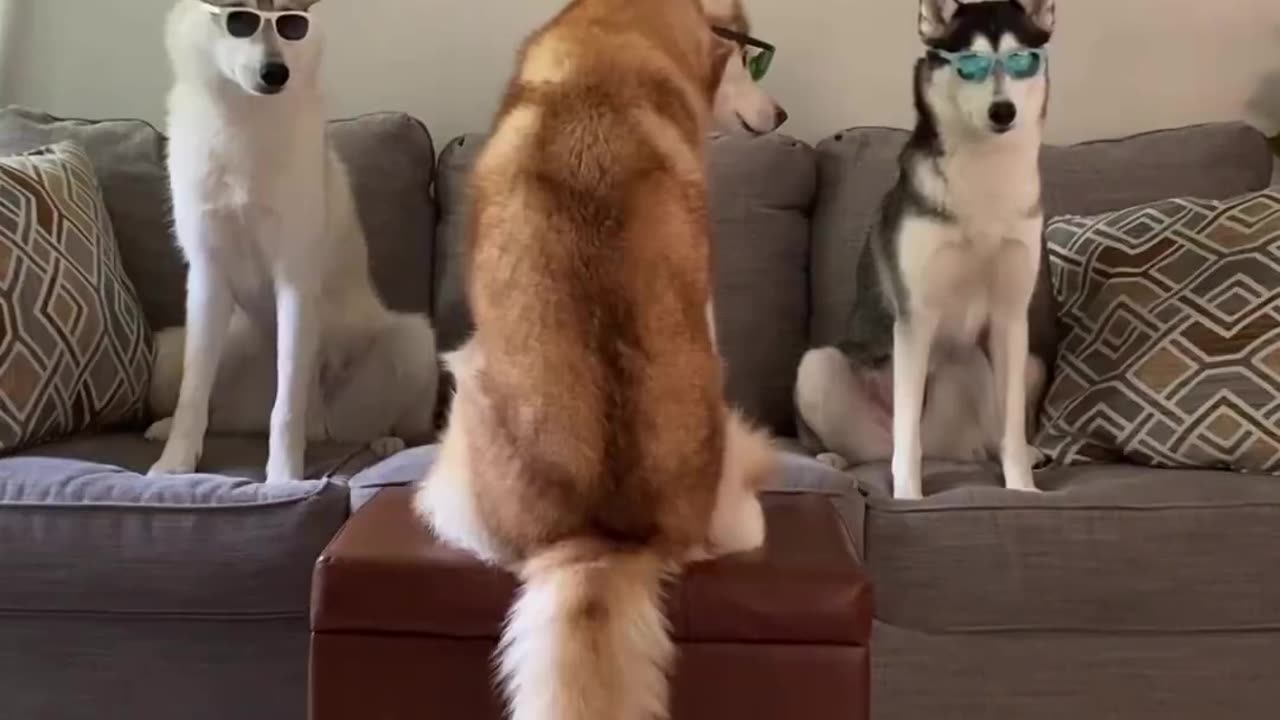 Three is a magic number...🐕🐕🐕💖