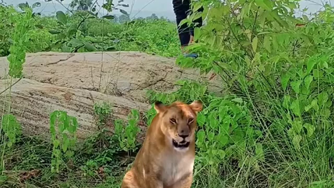 Lion attack #jungle #discovery #lion 🤢🦁....