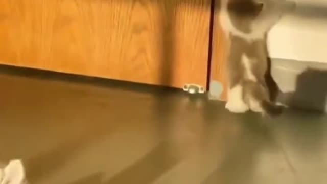 those cute funny cats