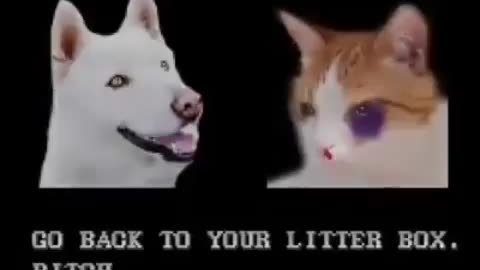 Cat vs dog