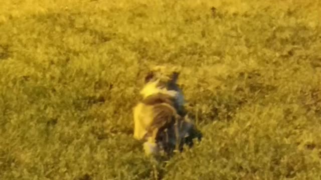 Cat chases dog very funny video🤣