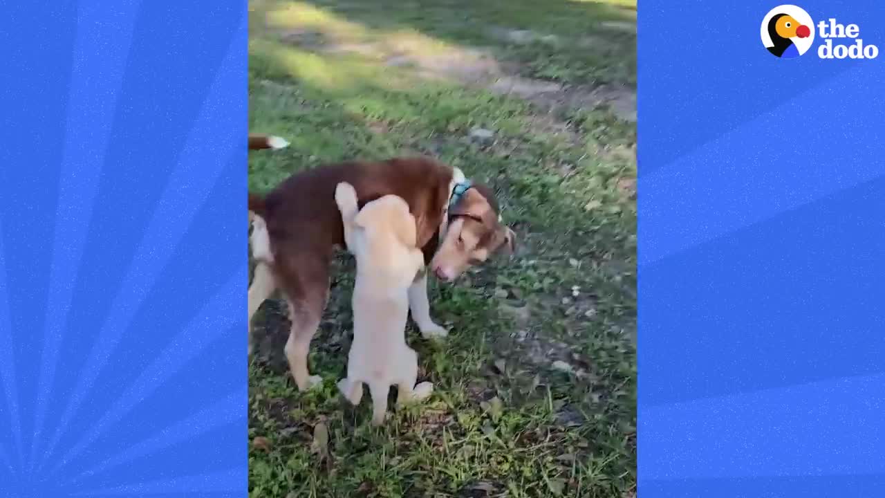 Guy Sees Dog On The Side Of The Road And Runs Straight To Her | The Dodo Faith = Restored