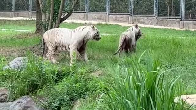 Watch the white tiger hunt