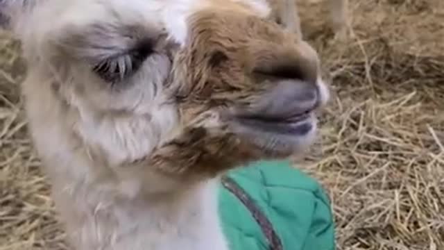 Alpaca short video 11