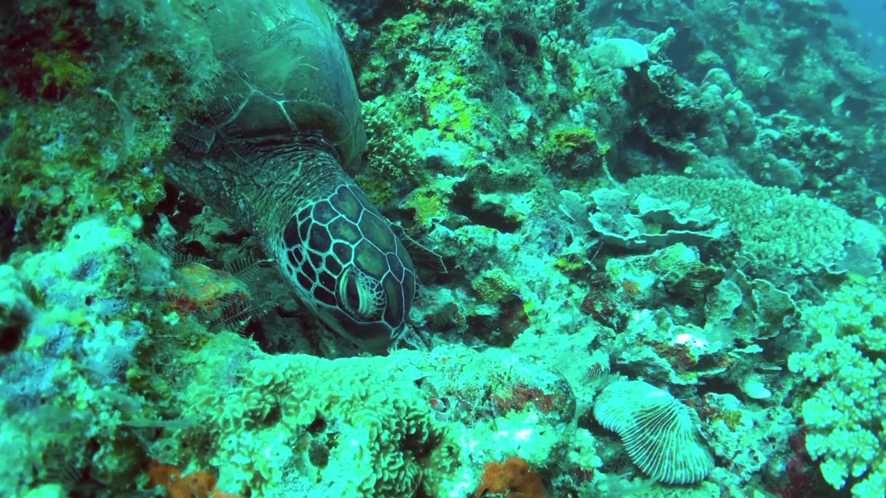 This resting green sea turtle is not bothered by my presence - no sound