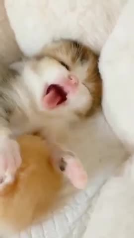 cute kitten, cute little hands 4K#shorts #funnyvideo #cute #cat#petlover