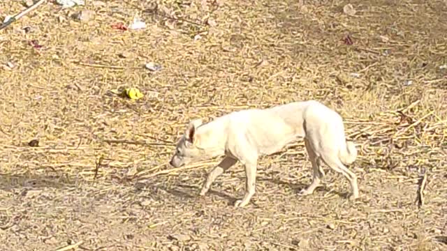 Funny 🐕🐕🐕 Dog videos... Cute Funny Dogs videos.