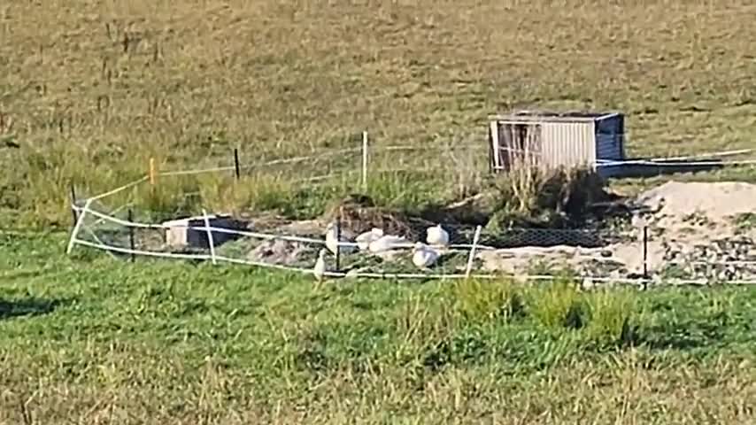 8 ~ Meet My Hunting Dogs