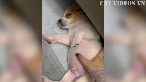 Funny Animal Video 2023
