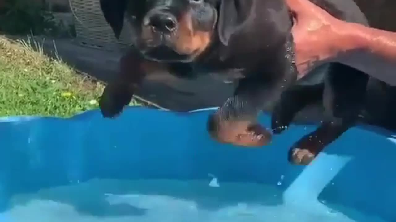 Rottweiler Floofers First Paddle