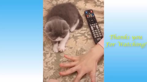 Funny and Cute Cat's Life 👯😺 Cats and Owners are the best friends Videos