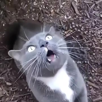 CAN SING? THESE CAT SOUNDS ARE VERY NICE | TRY NOT LAUGH