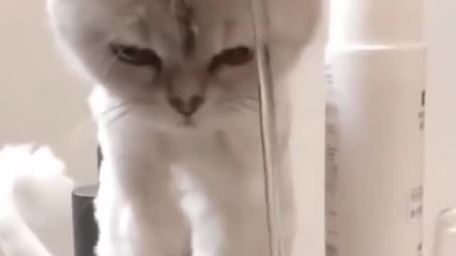 Cute cat video#funny moment