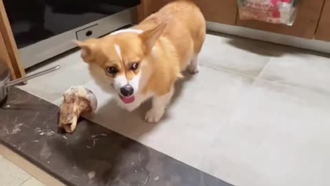 Two Corgis' extreme tug, which someone turned into Allegro