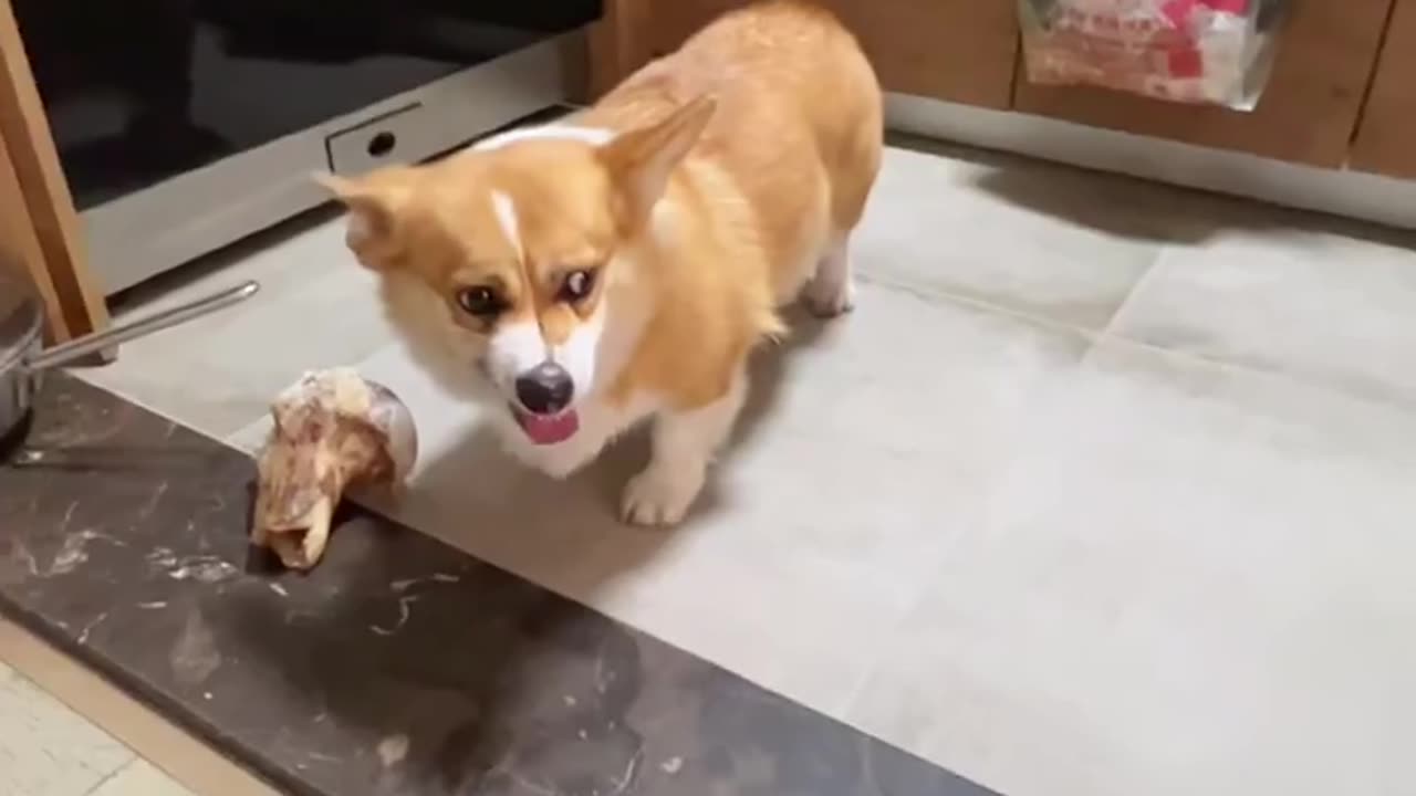 Two Corgis' extreme tug, which someone turned into Allegro