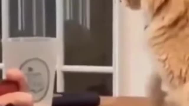 Funny Animal Videos #04
