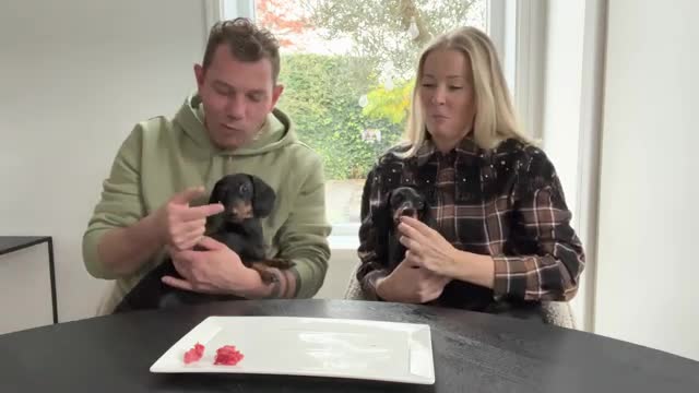 Taste test with us and our mini Dachshunds.