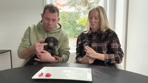 Taste test with us and our mini Dachshunds.