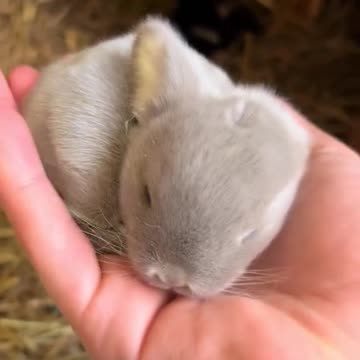 Какое Маленькое Сокровище на Ладошке у Мира ! !