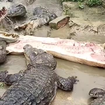crocodile eating pork #shorts