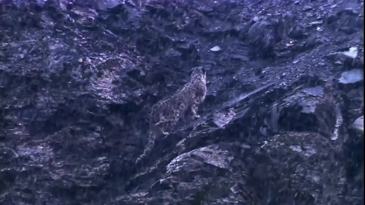 Industrious Snow Leopard